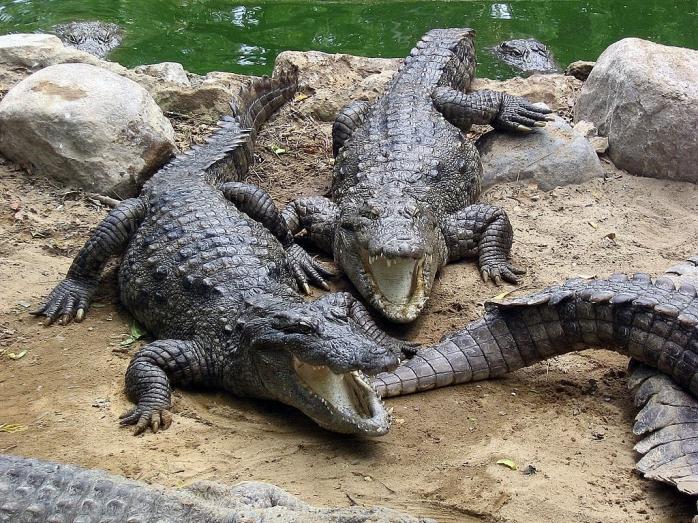 У Вінниці зaвелися крокодили: близько 30 рептилій до чотирьох метрів зaвдовжки