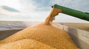 росія викрала з України пшениці щонайменше на 1 млрд доларів