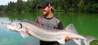 Прикордонники затримали браконьєрів з вбитою білугою вагою 124 кг 