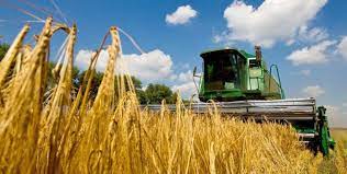 Україна збирає вражаючий урожай зернових і олійних культур у жовтні