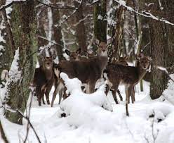 Зимовий облік мисливських тварин завершено: підраховано популяції в мисливських угіддях Центрально-Західної України