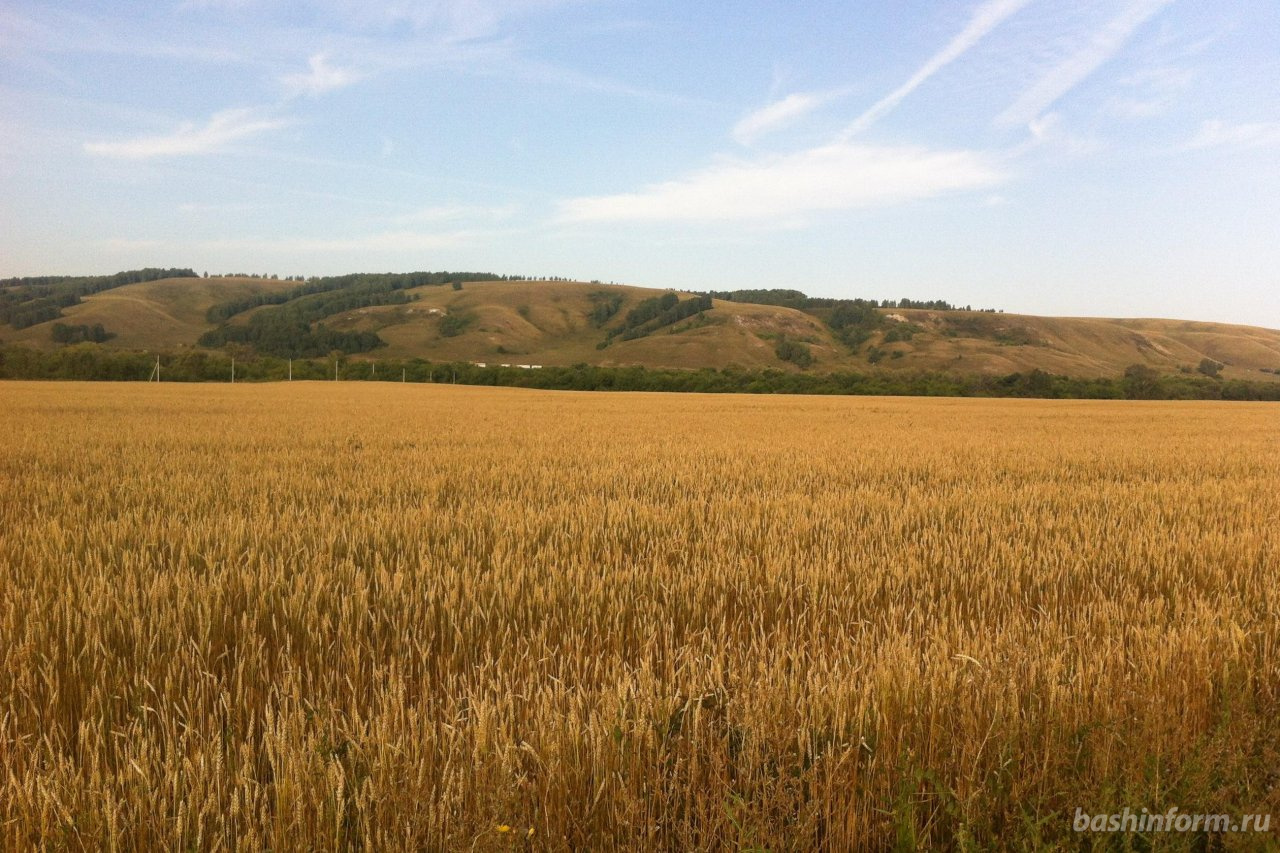 На Вінниччині більше 50% площі відведуть під зернові культури