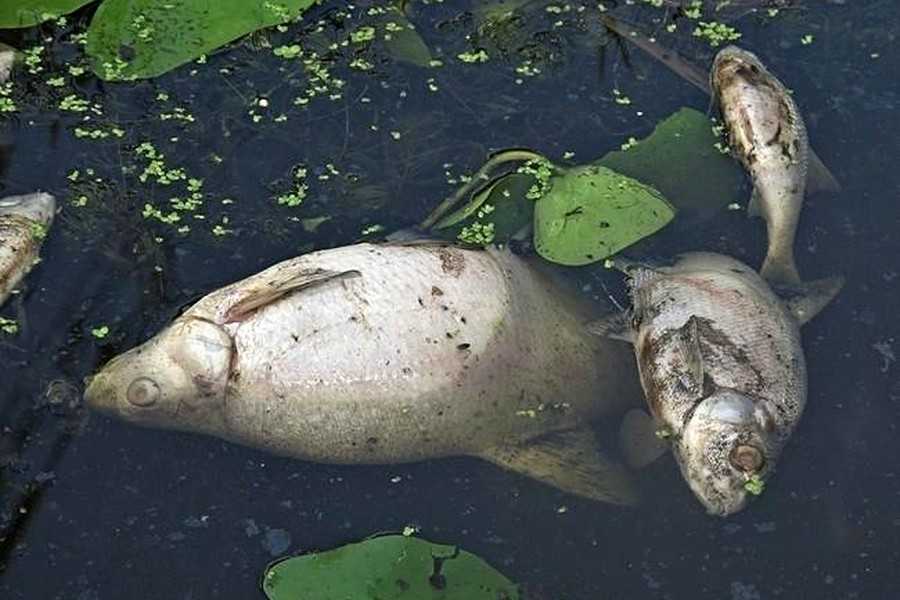 Мор риби на Харківщині: У водосховищі виявилося катастрофічно мало кисню
