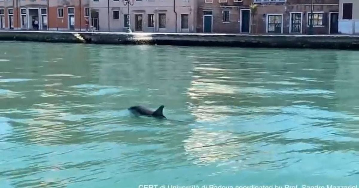 Природа настільки очистилася, що в канали Венеції повернулися дельфіни і цього разу по-справжньому!