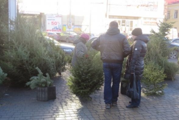 Де у Вінниці купити ялинку легально?