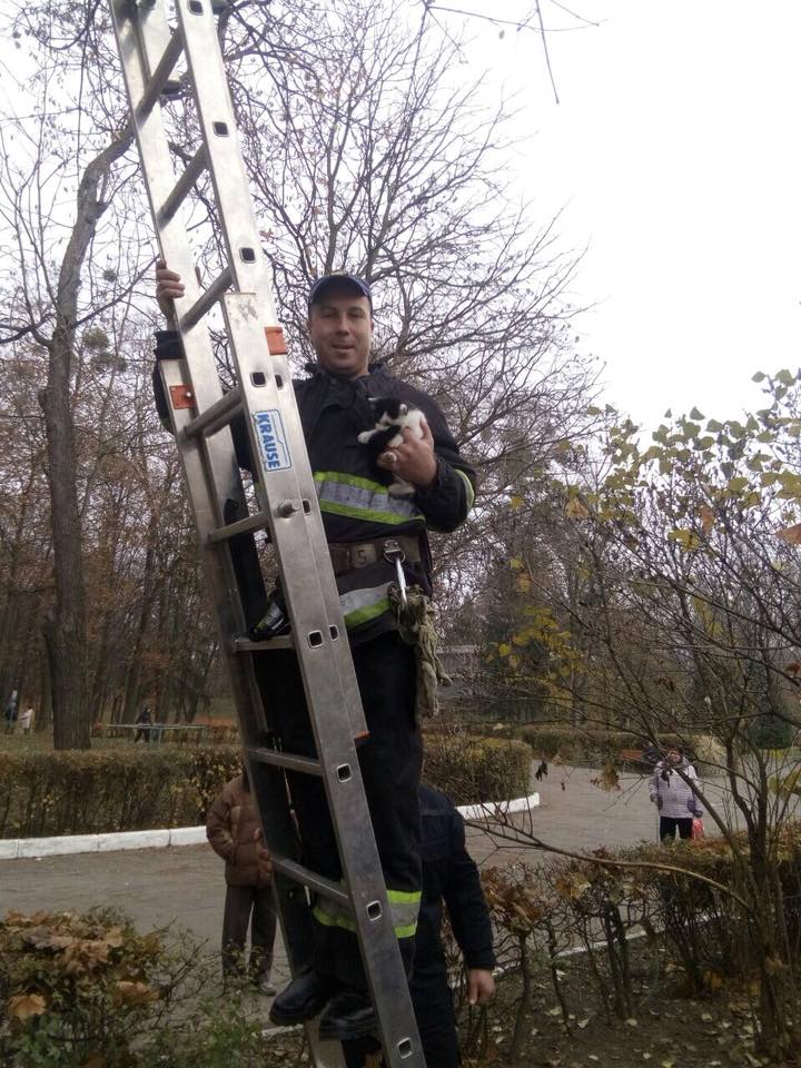 На Вінниччині рятувальники зняли з дерева налякане кошеня