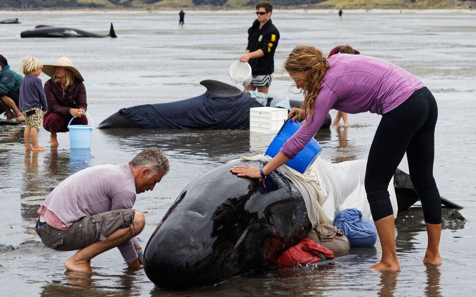 У Новій Зеландії врятували 28 чорних дельфінів, які викинулися на узбережжя