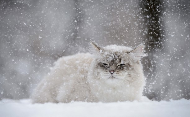 В Україні погіршення погоди і сильний сніг, у Києві відкрили пункти обігріву
