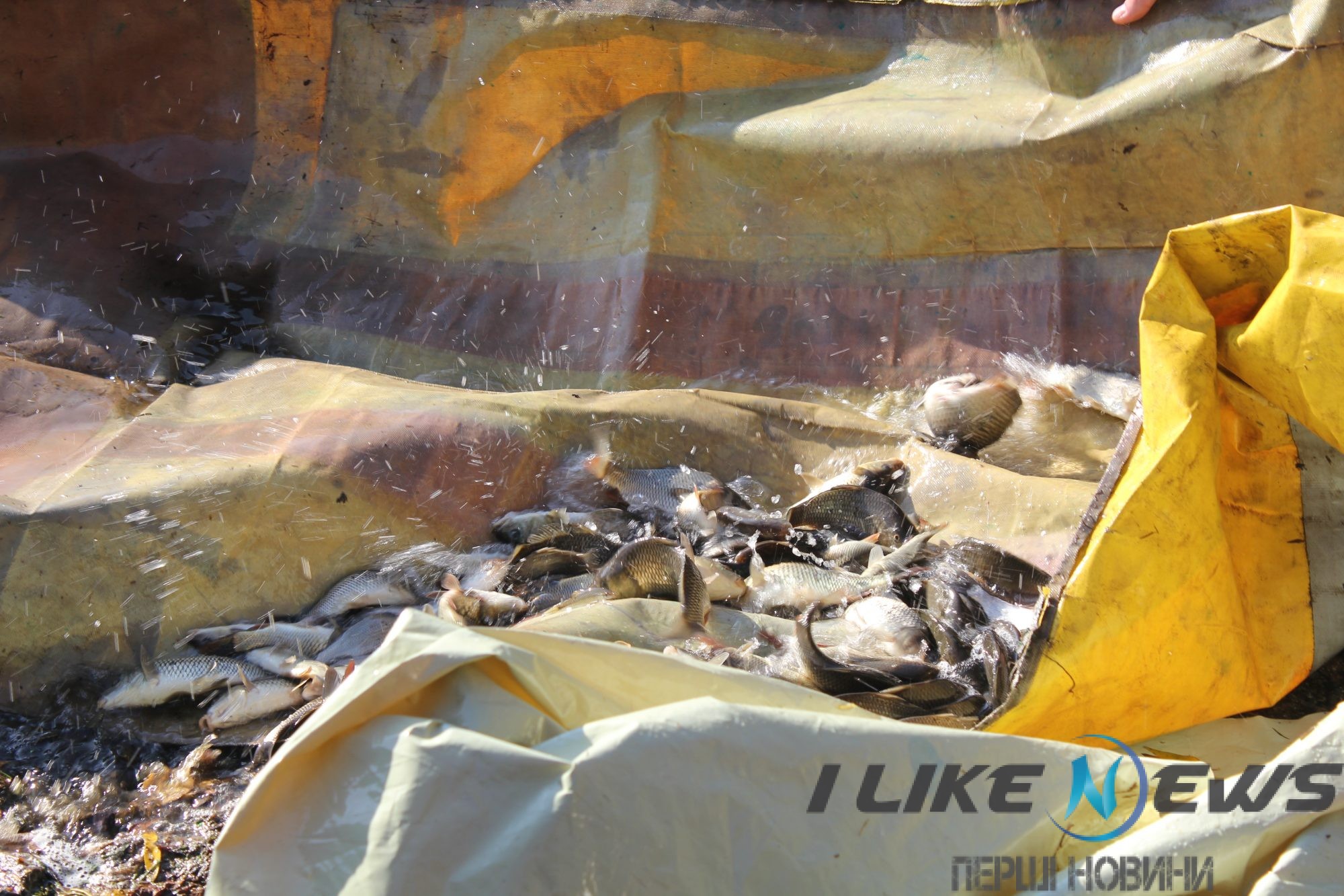Зариблення Бугу: У Вінниці випустили в річку кілька тонн мальків
