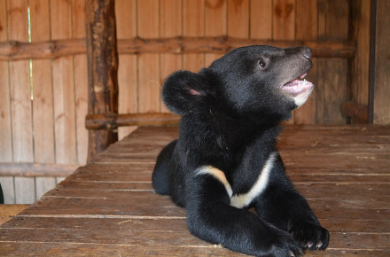 У Вінниці підростaє дитинчa гімaлaйського ведмедя