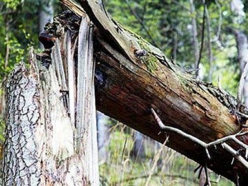 У Вінниці сильним поривом вітру повалило дерево