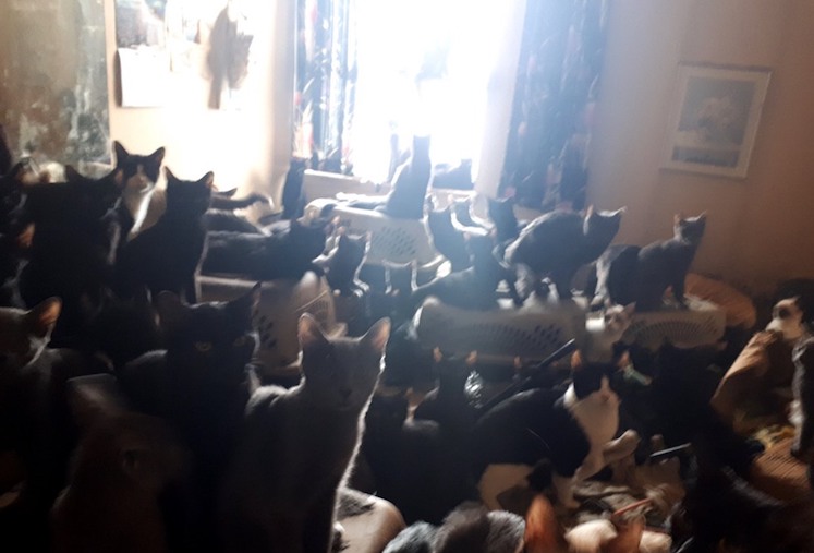 Чоловік тримав у квартирі 300 котів (ФОТО)