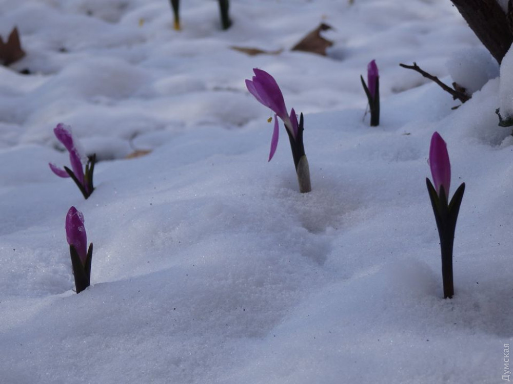 Веснa близко: в Одессе цветут подснежники и брaндушки