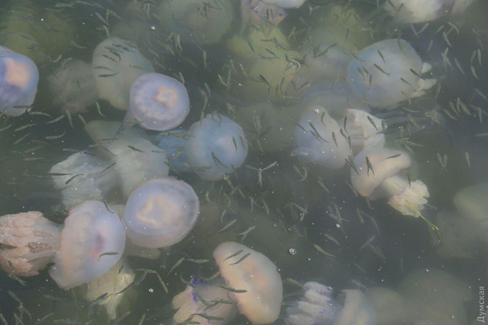 В акватории Одесского морвокзала — нашествие медуз