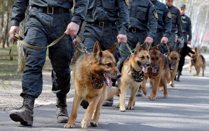 Надійна охорона: як у Вінниці готують службових псів