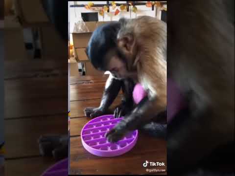 Мавпа вирішила зняти стрес за допомогою поп-іта і стала знаменитою