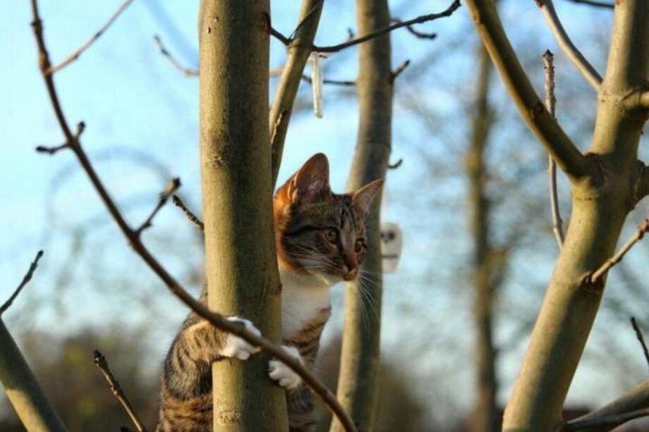 Прогноз погоди на 14 березня у Вінниці: потепління та пориви вітру