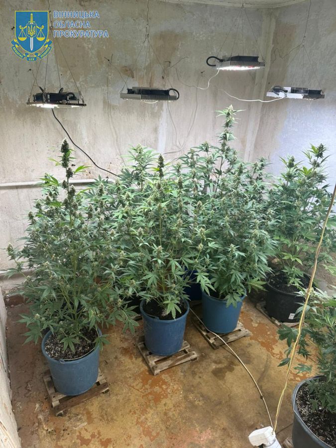 На Вінниччині чоловіки організували бізнес з вирощування канабісу та його переробки
