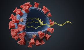 Став більш заразним: вчені заявили про мутацію коронавірусу