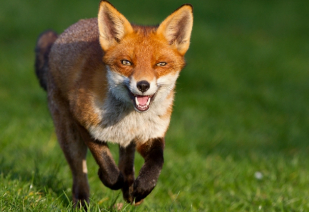 У громадах Тульчинського району проведуть відстріл хижих тварин