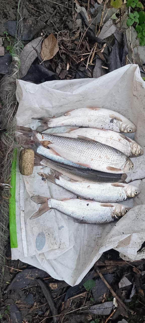 Незаконно ловила червонокнижну рибу: на Вінниччині жінці загрожує відповідальність за збитки у 70 тисяч гривень