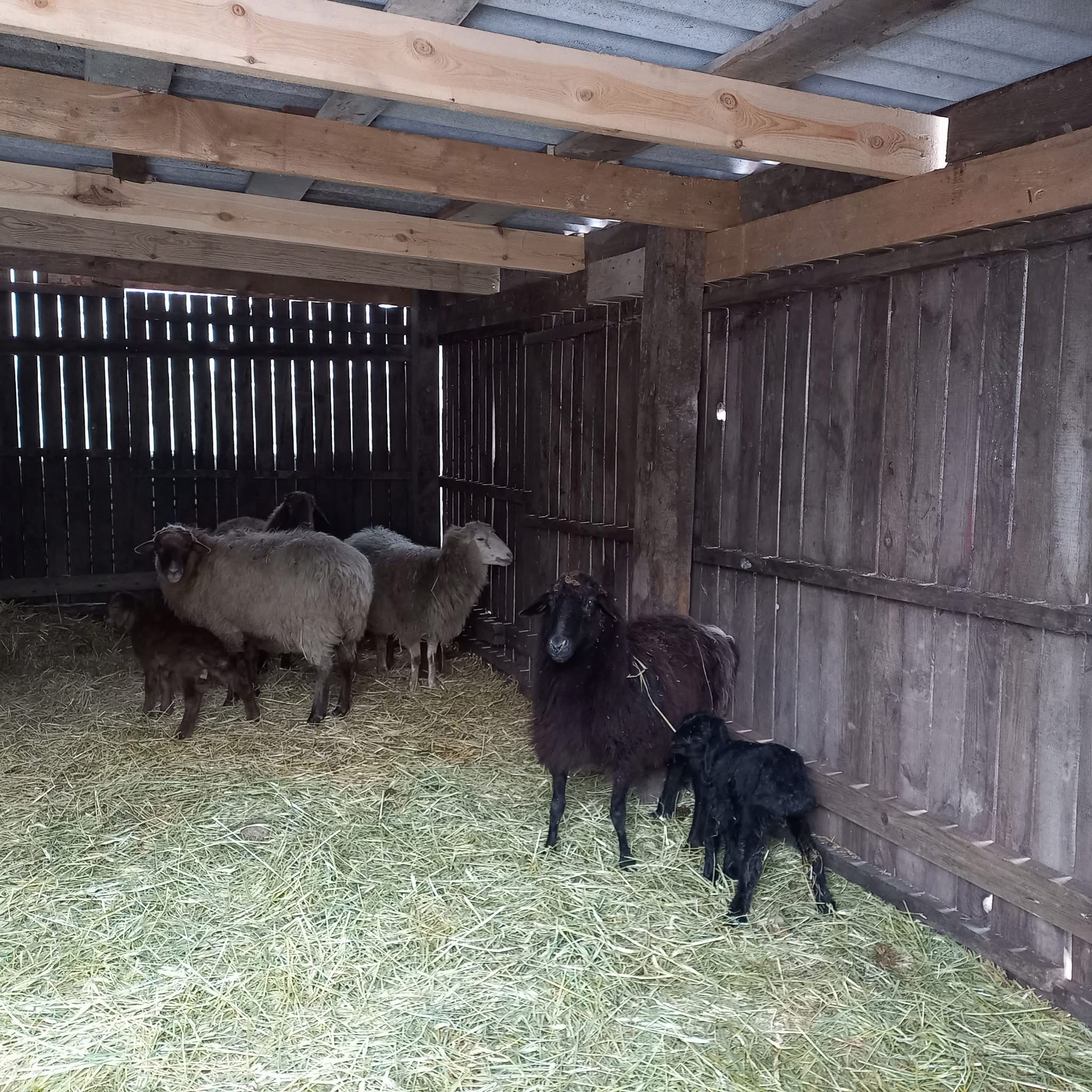 У Подільському зоопарку напередодні Різдва народилися ягнята