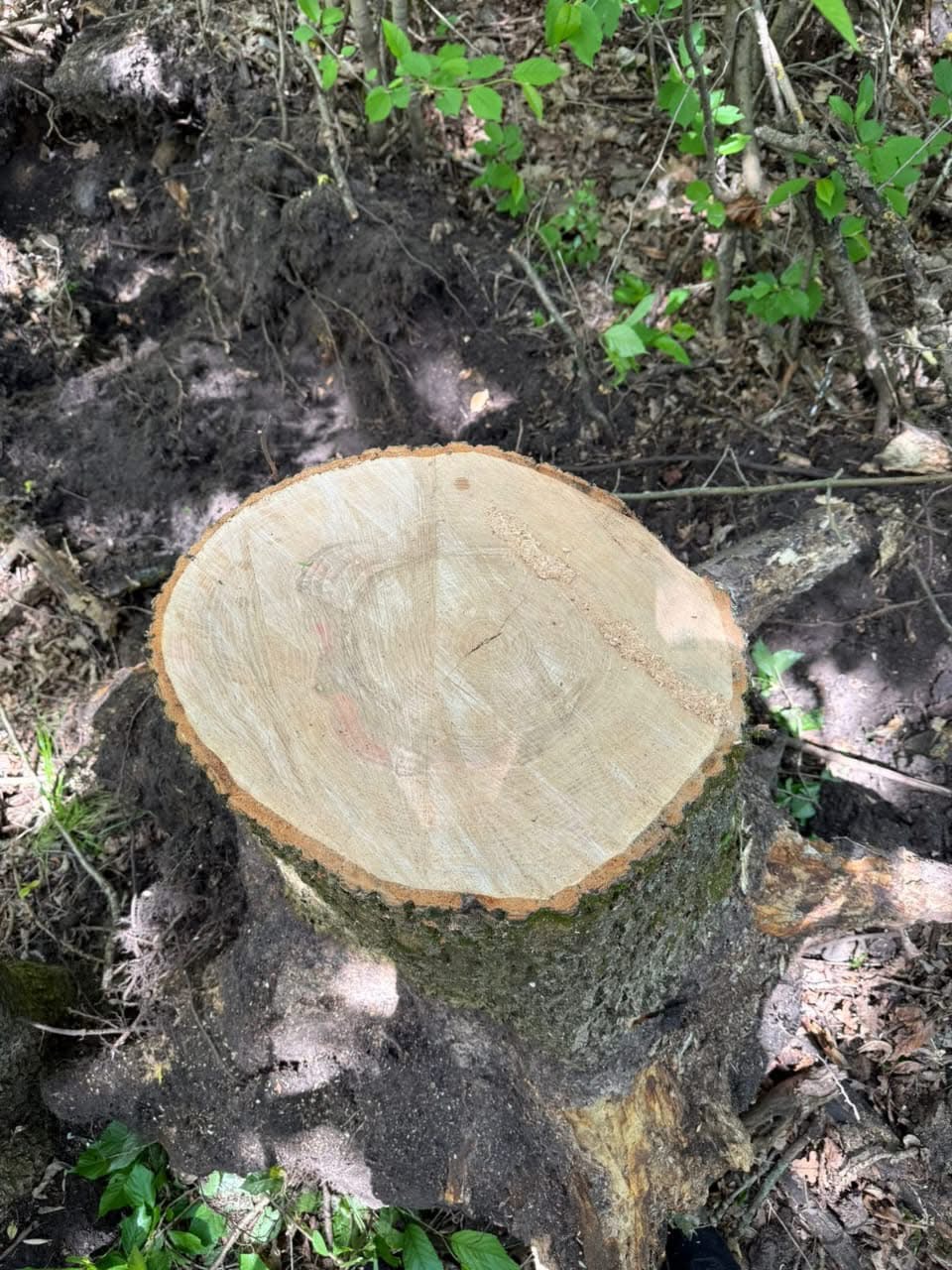 Незаконна вирубка ясенів: порушника оштрафували та зобов’язали відшкодувати збитки