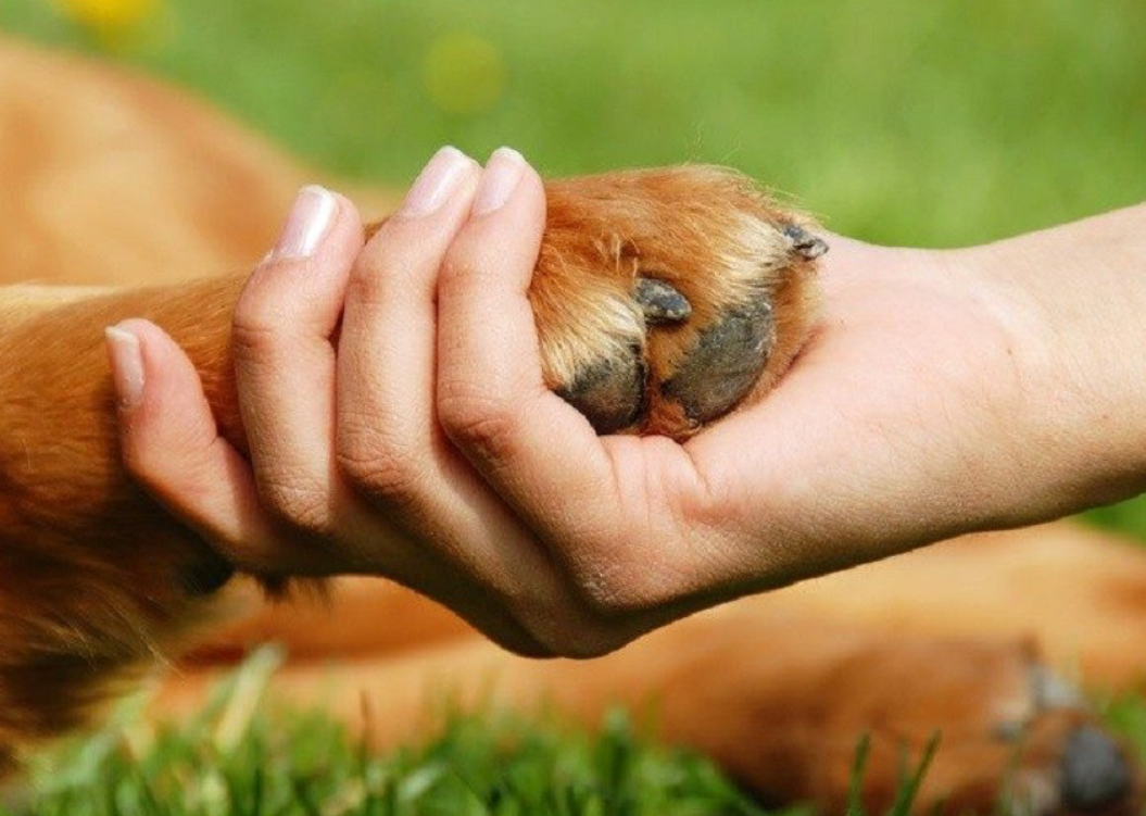 Верховна Рада ухвалила закон про посилення захисту тварин