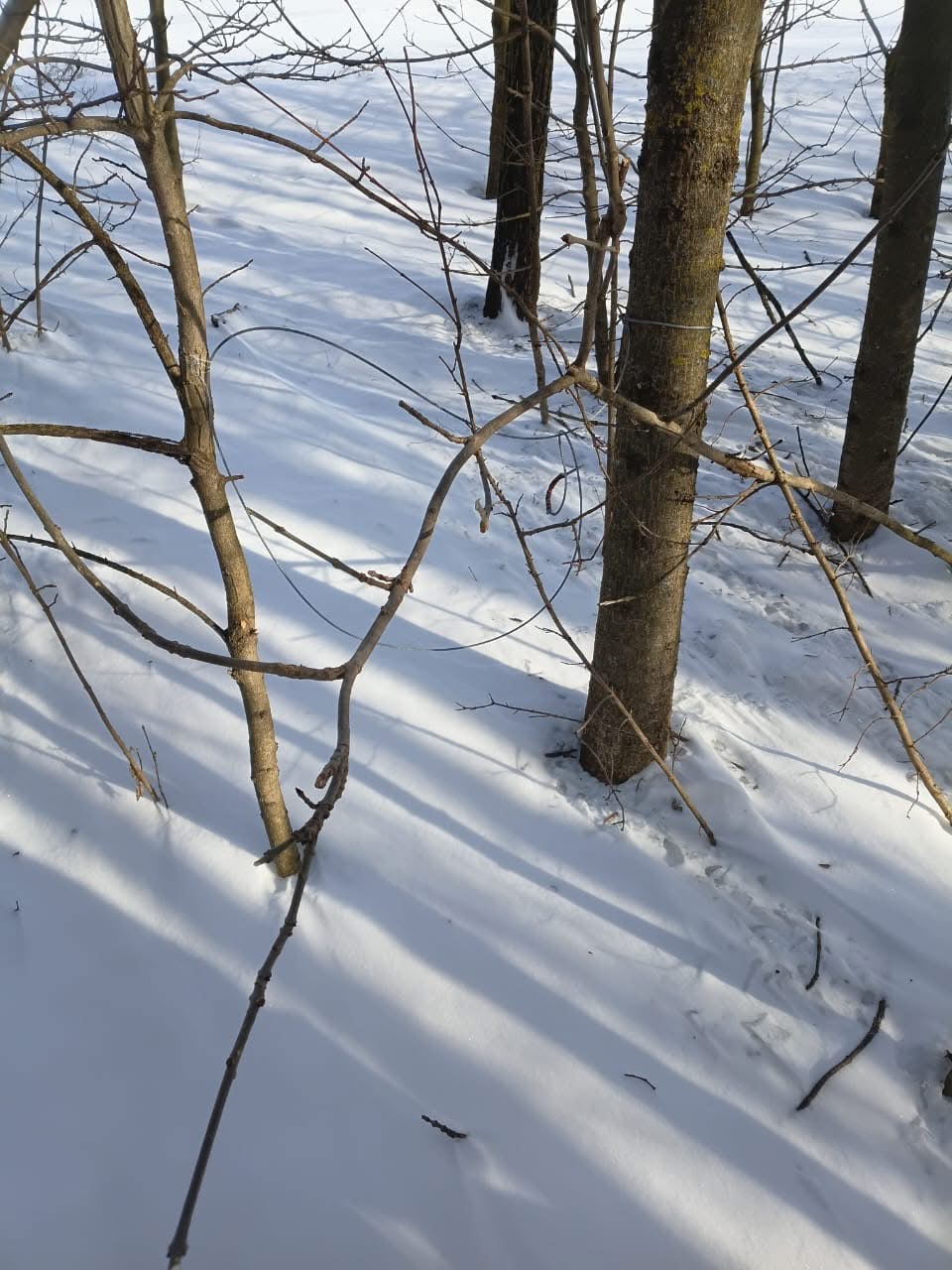 Браконьєрські пастки в нацпарку «Кармелюкове Поділля»
