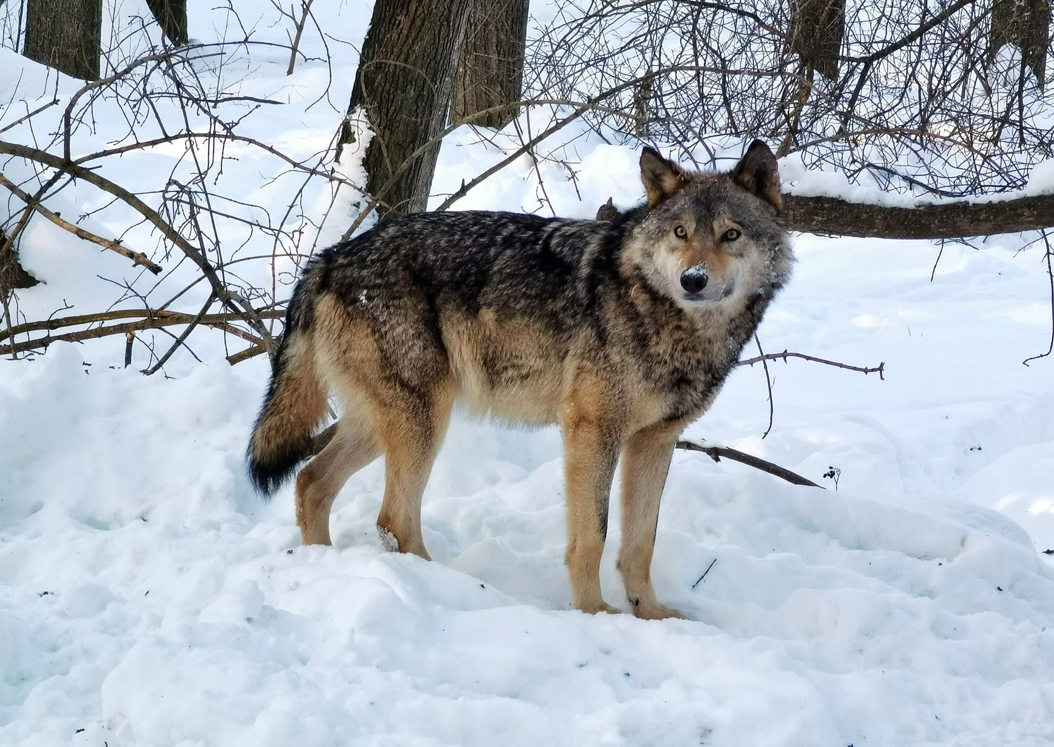 На Вінниччині з початку року добули шістьох вовків і чотирьох шакалів