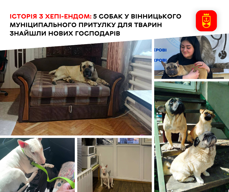 Порятунок із любов’ю: п’ятеро породистих собак із притулку у Вінниці знайшли нову домівку