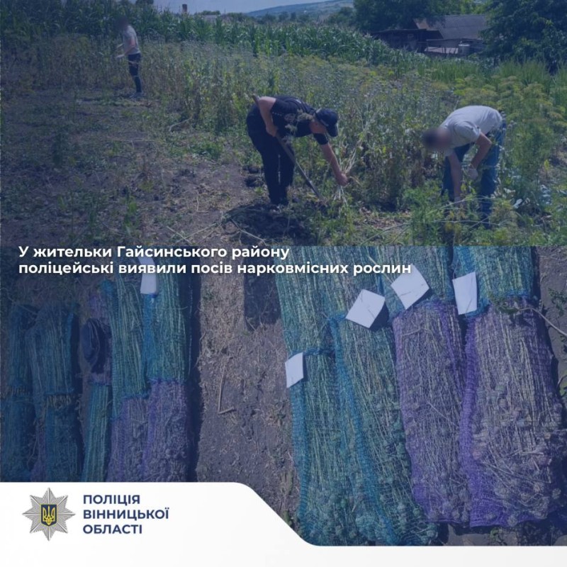 На Вінниччині правоохоронці виявили понад 800 рослин снотворного маку на присадибній ділянці