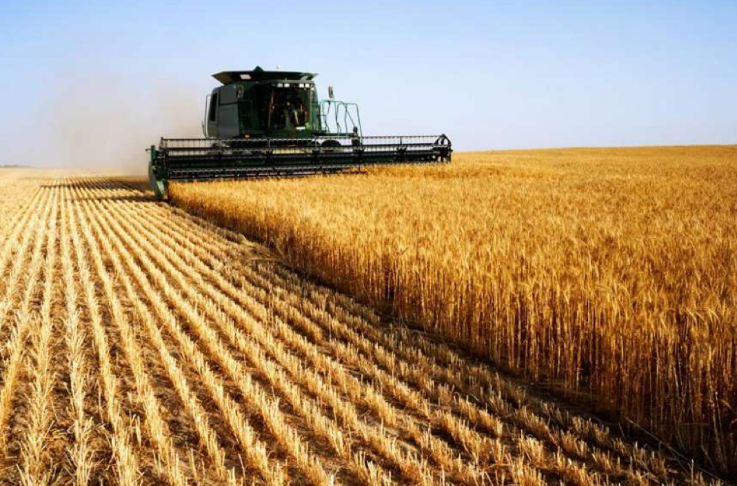 Жнива на фінішній прямій: урожайність зернових на Вінниччині зросла до 19%