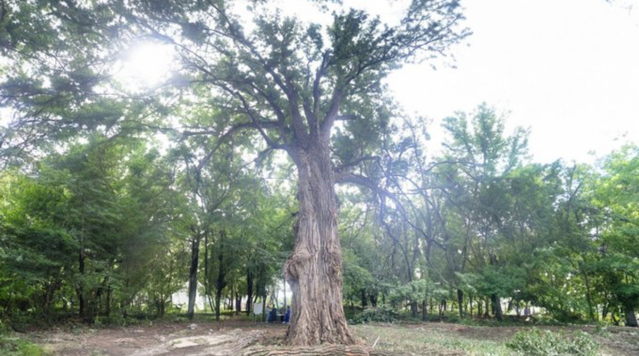 У Вінниці відповіли на петицію щодо зупинки вирубки 77 дерев на Стрілецькій