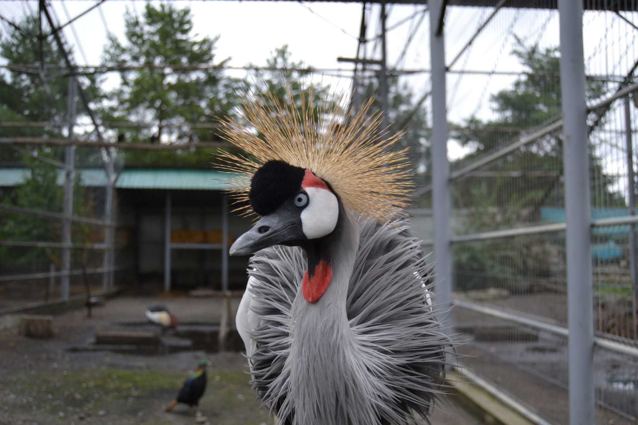 Вінценосні журавлі перебуватимуть у теплому зимівнику