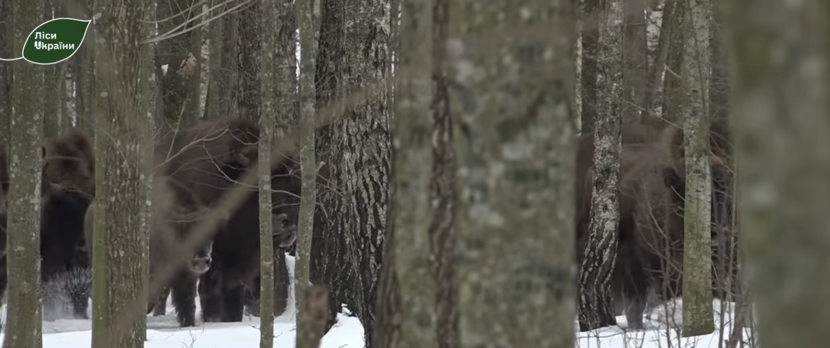 Із шести — до 140: як на Калинівщині відновили популяцію зубрів