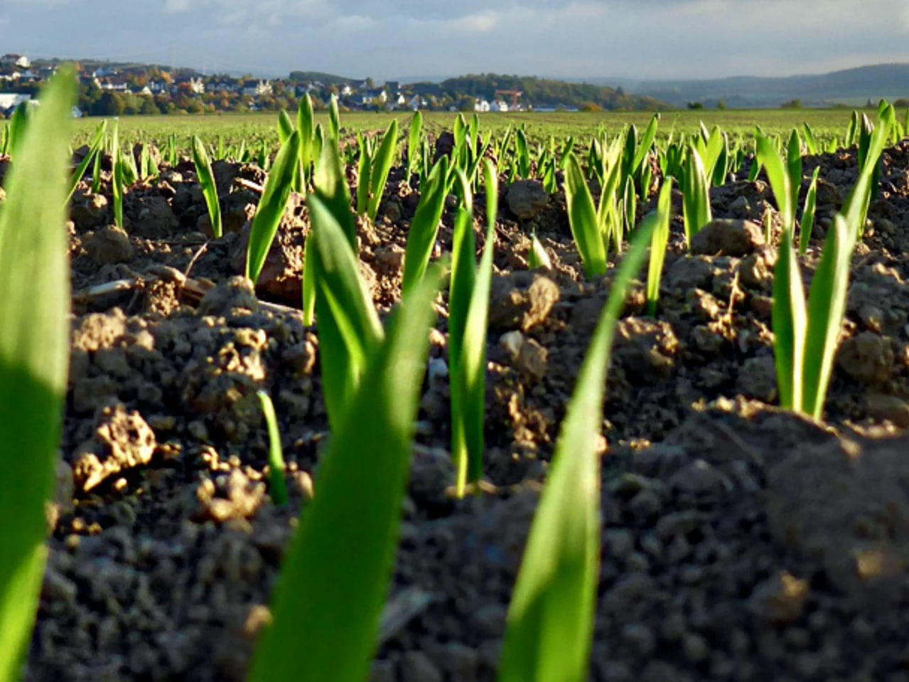 На Вінниччині планують засіяти понад 480 тисяч гектарів ярих зернових культур