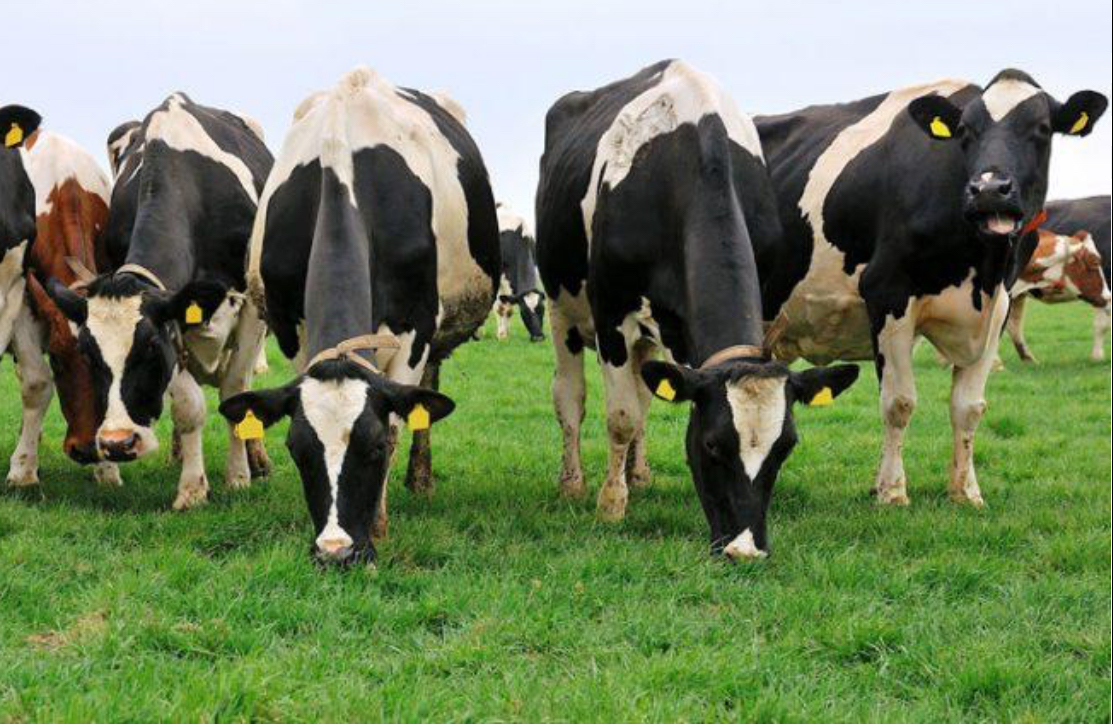 127 тисяч гривень на компенсацію витрат отримають власники корів у Вінницькій області