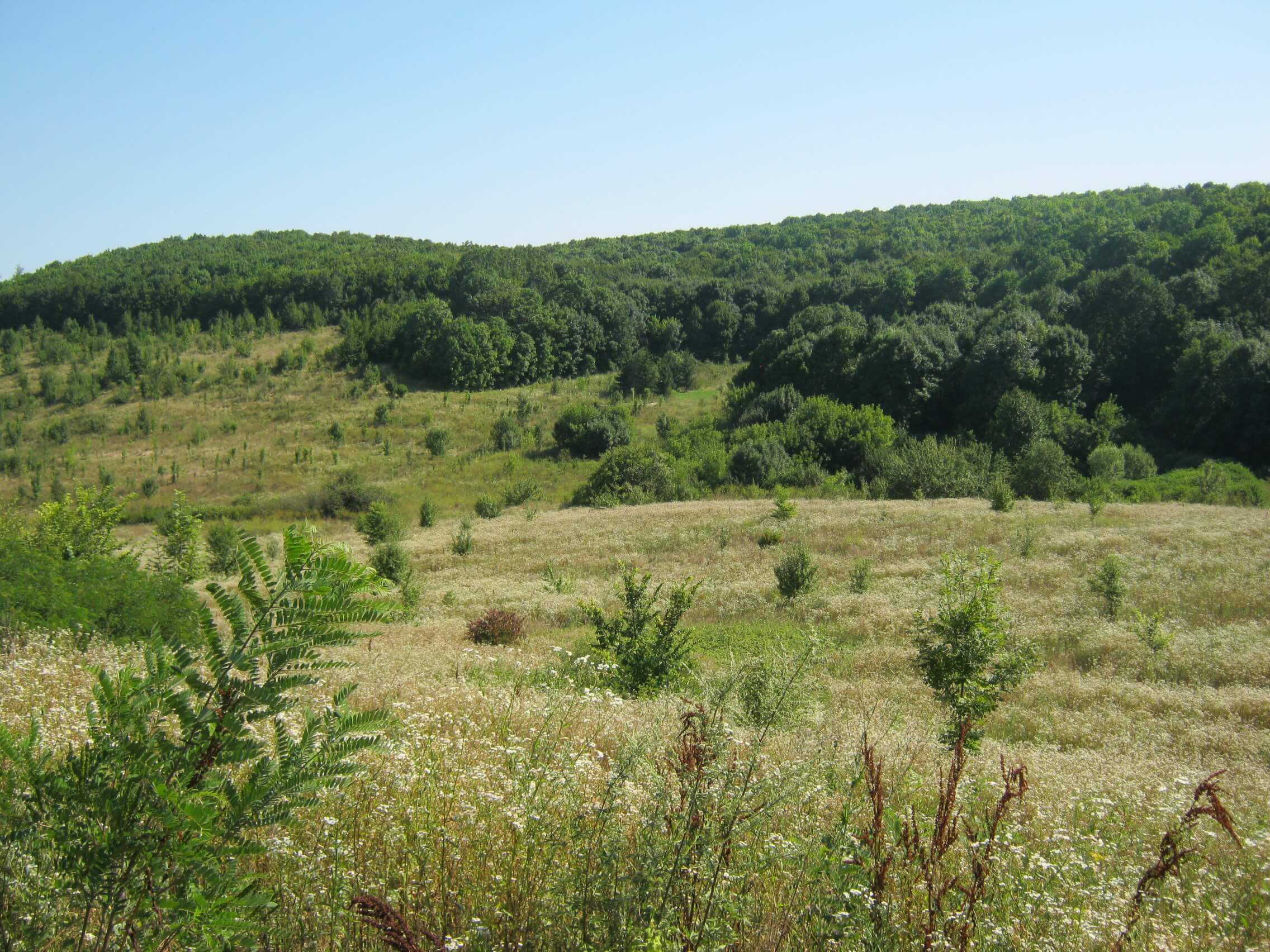 На Вінниччині власниця агробізнесу «зазіхнула» на землі національного природного парку