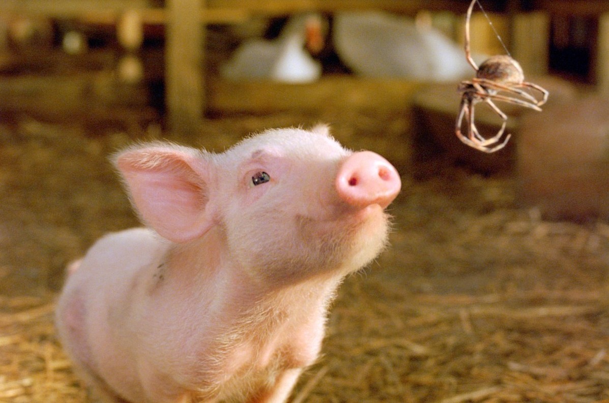 Порушення утримання свиної ферми у Вінницькій області: санкції та екологічна експертиза