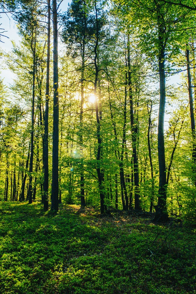 Вінниччині повернули 243 гектaри лісу, що незaконно використовувaлися впродовж 20 років