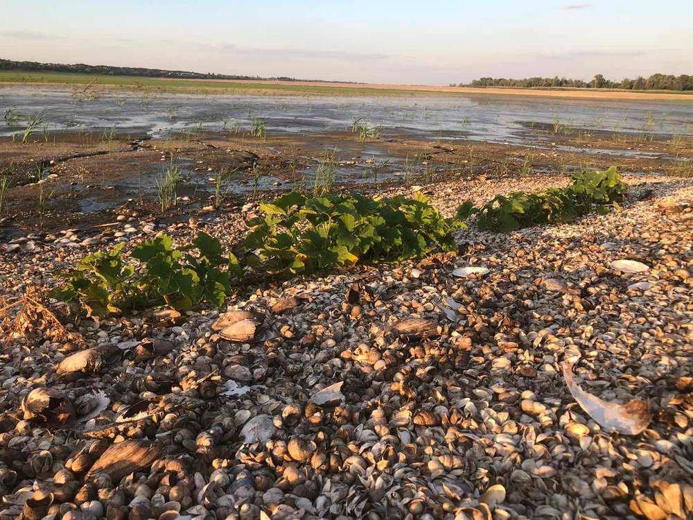 Мешканці Нікополя створюють городи на дні Каховського водосховища