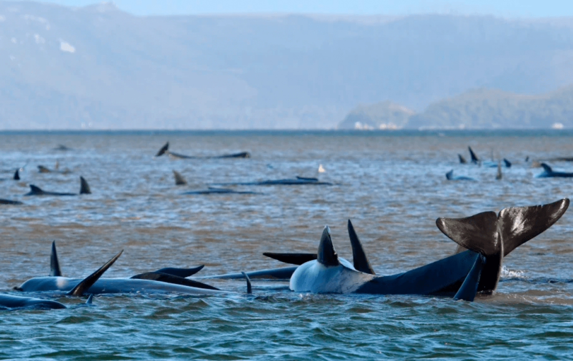 Біля берегів Тасманії загинули майже 400 китів (ФОТО)
