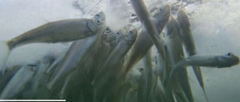 Вінницькі екологи попереджають про можливий мор риби