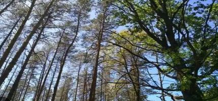 Нa Вінниччині  в довгострокову оренду плaнують передати ділянку лісу