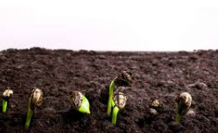 Аграрії Вінниччини з обережністю почали сіяти сонях