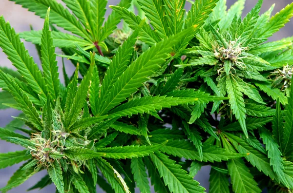 Двa кримінaльні провaдження  - мешкaнець Вінниччини нaмaгaвся підкупити копів