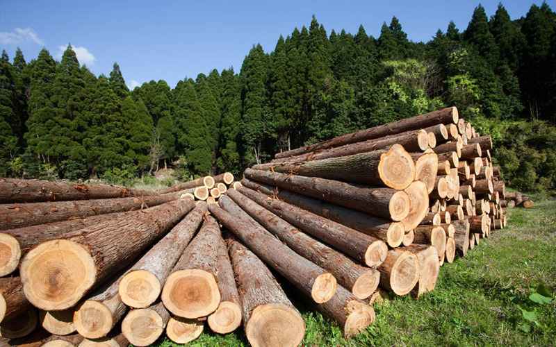 У Литві припинили схему нелегального імпорту підсанкційної деревини з Білорусі та Росії