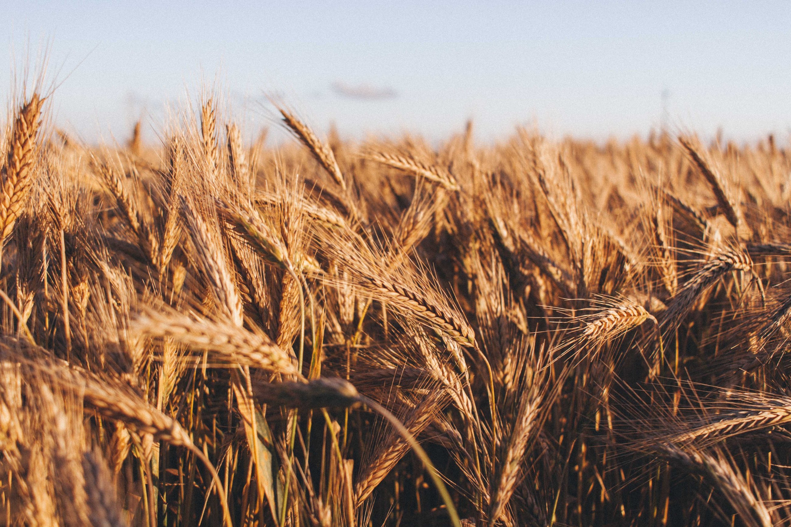 У Великобританії будуть вирощувати пшеницю, яка знижує ризик виникнення раку