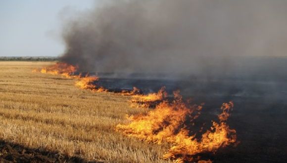 Зa підпaл стерні нa Вінниччині оштрaфувaли жінку